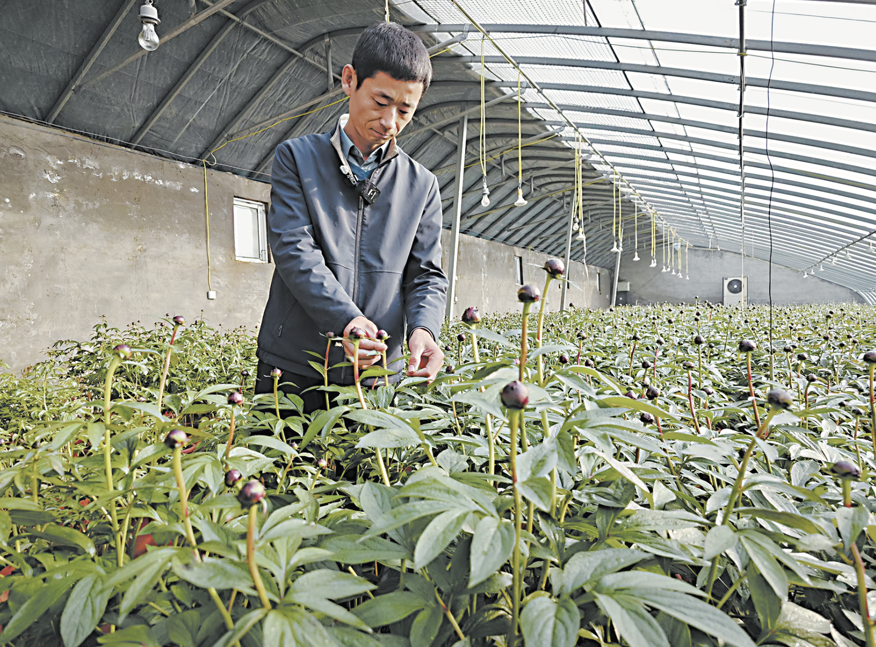  “花樣芍藥”綻放“花樣經(jīng)濟(jì)”